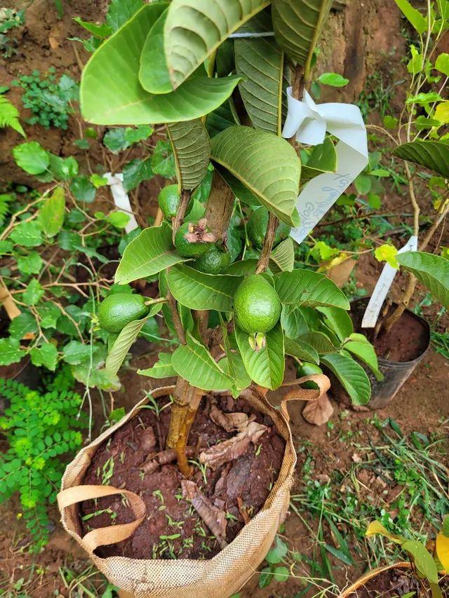 Mudas Frutíferas Enxertadas  - Foto 3