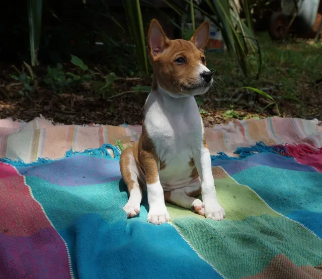 Basenji olx hot sale