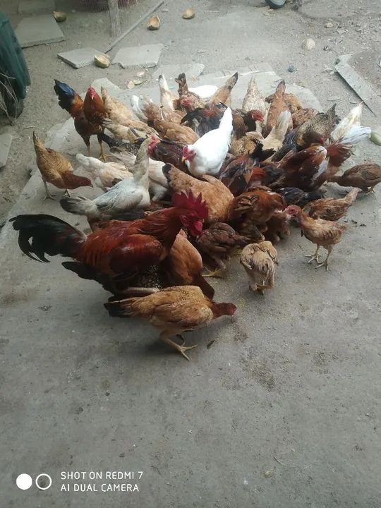 Galinhas caipira  - Foto 3