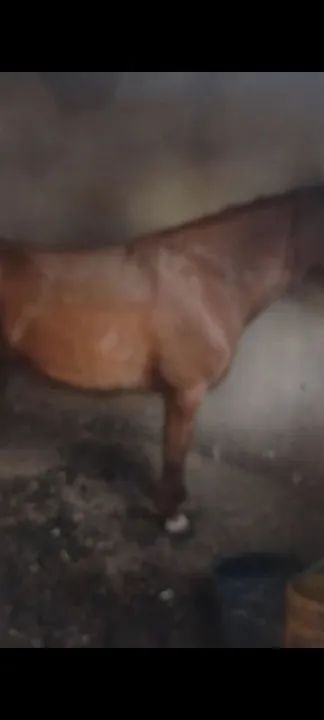 Égua meio sangue quarto de milha mansinha de criança andar - Foto 3