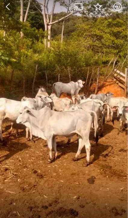 Lote de novilhas Nelore(20 cabeças) - Foto 3