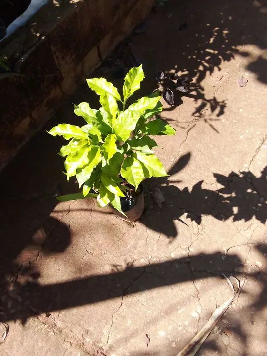 Mudas de café  - Foto 2
