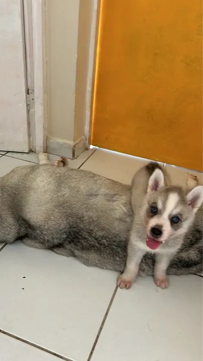 Vendo essa filhote de husky  - Foto 3