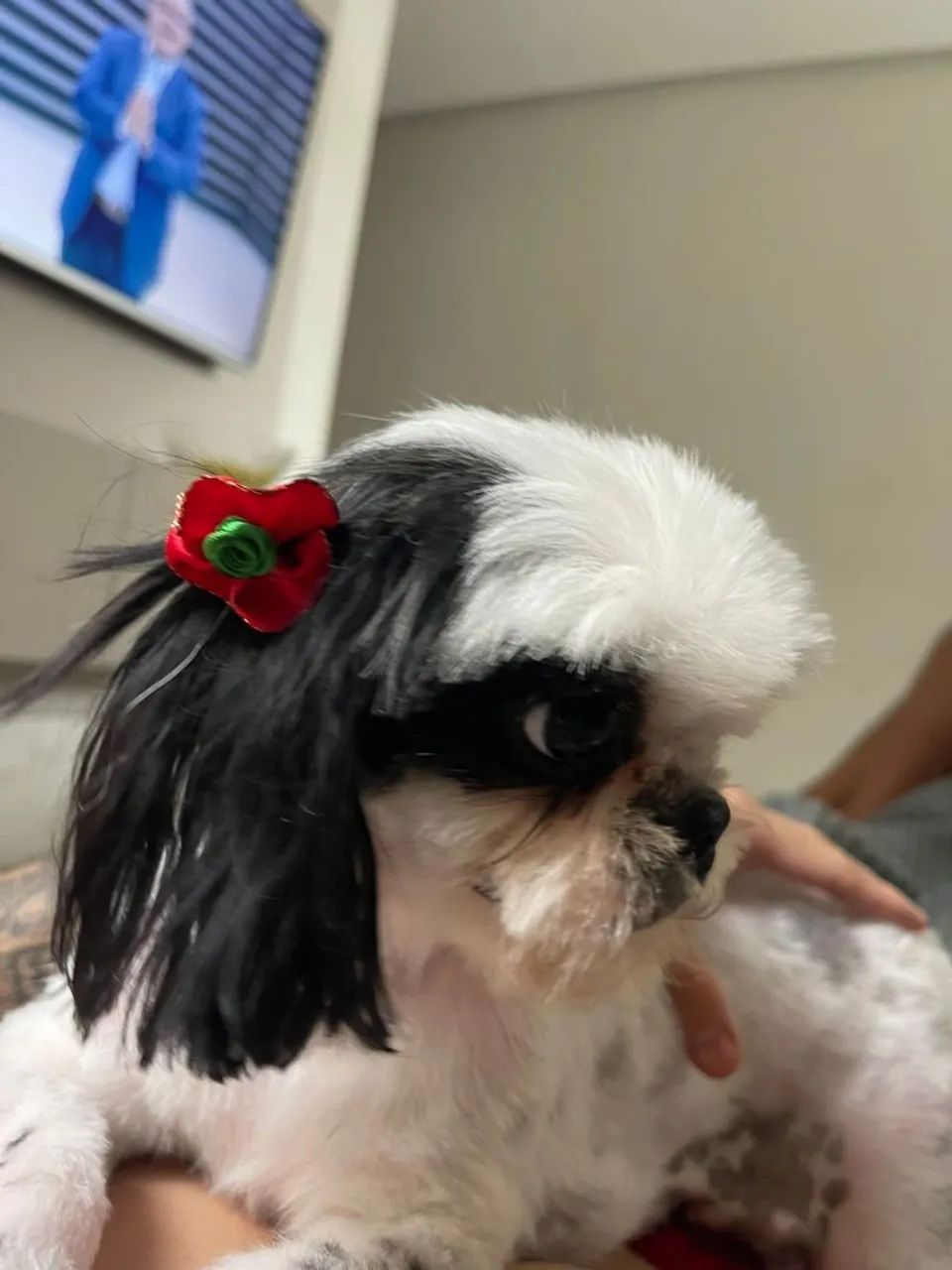 Shih Tzu Fêmea  - Foto 2