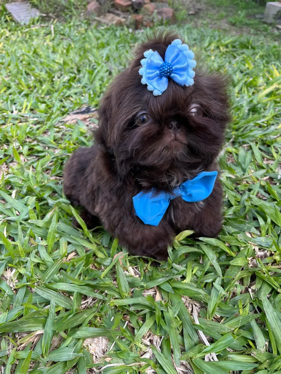 Filhote Shih Tzu Macho e fêmea LEIA O ANÚNCIO !