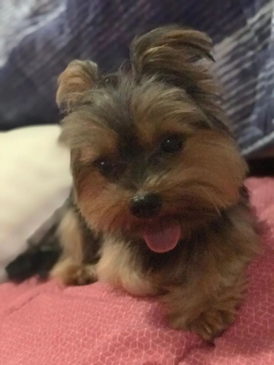 Yorkshire Terrier Fofo