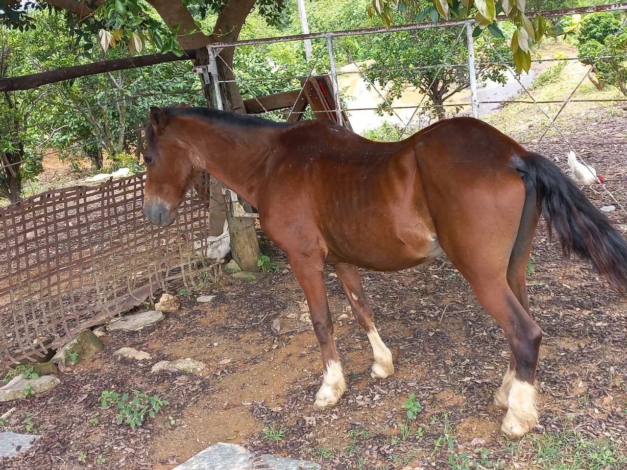 Cavalo cela e carroça