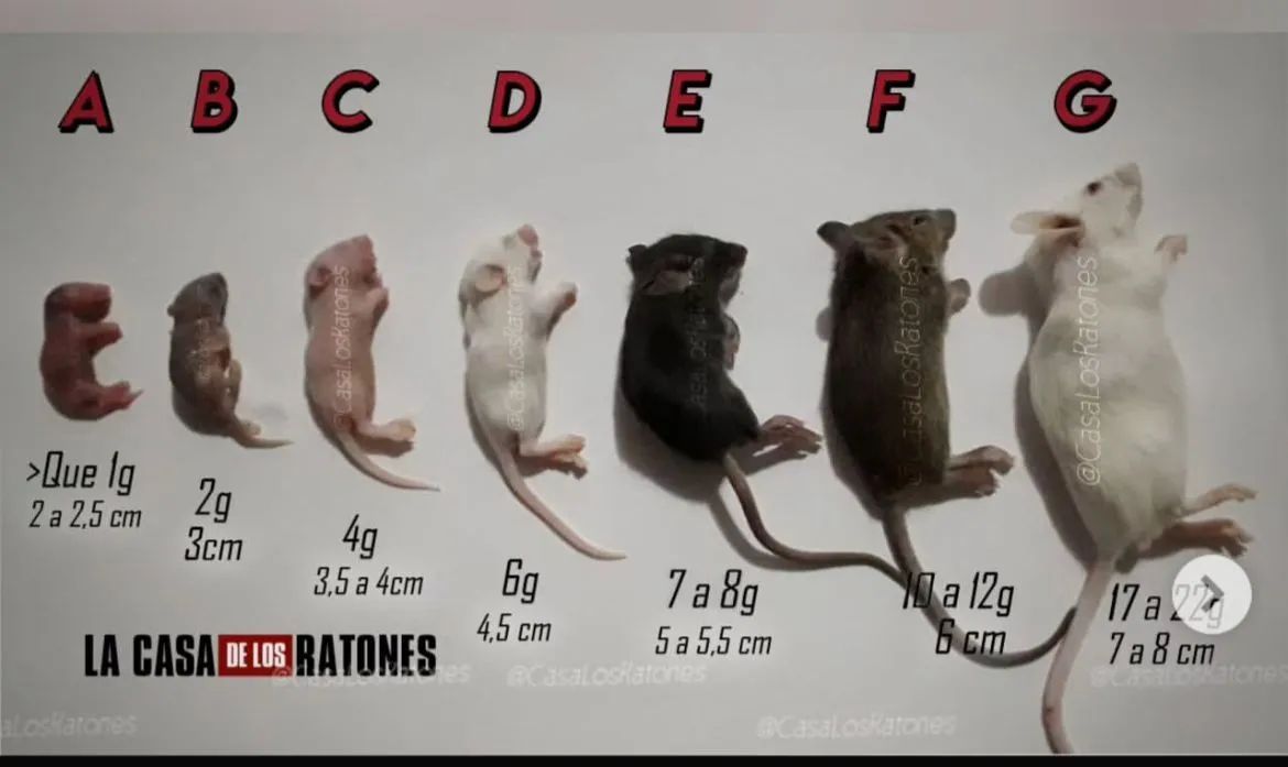 Filhotes de Rato (neonato mercol) - Foto 2