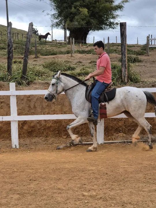 Mangalarga Marchador  - Foto 3