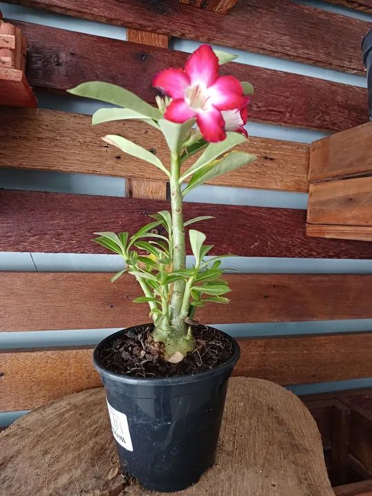 Muda de Adenium obesum - Flor de Deserto