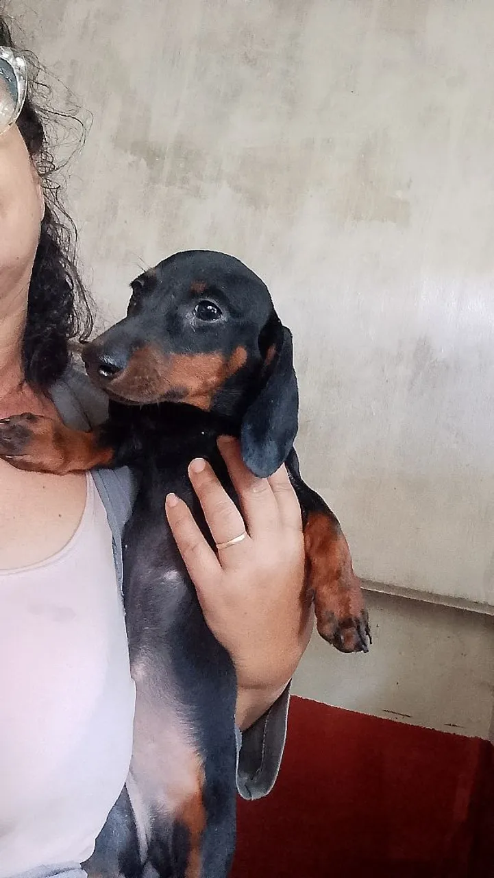 Filhote de Dachshund Macho