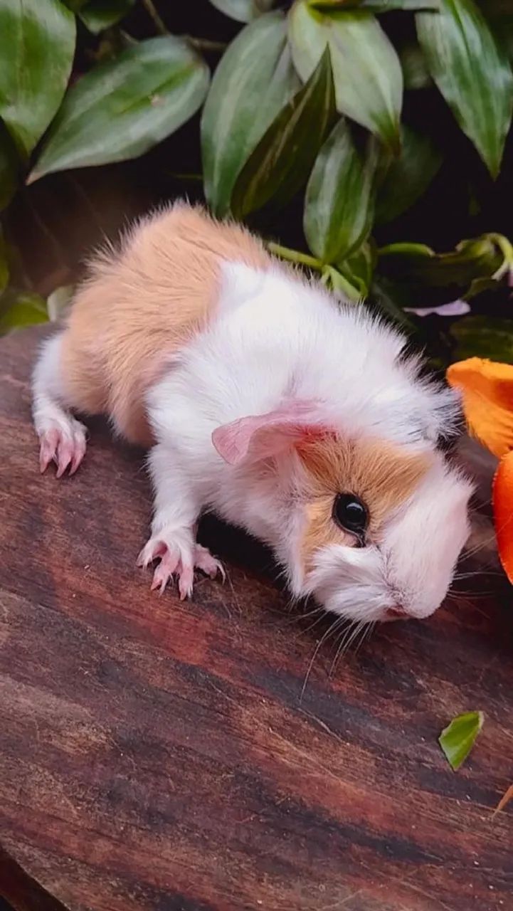 Lindo Porquinho da Índia angorá fêmea 