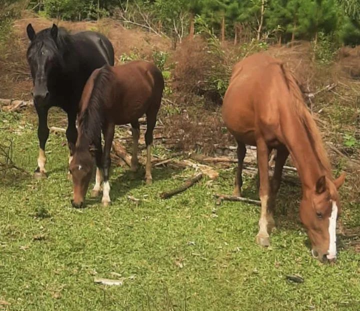 Égua prenha um cavalo e um potro