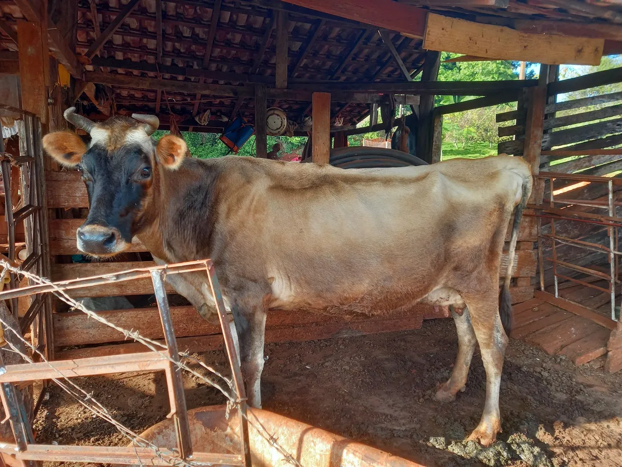 Vaca Jersey