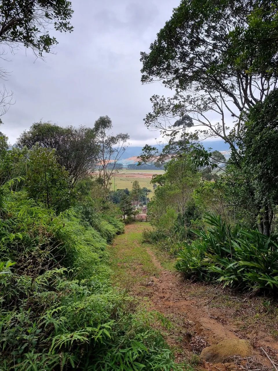 Sítio com 11 hectares I Estiva I Biguaçu - Foto 4