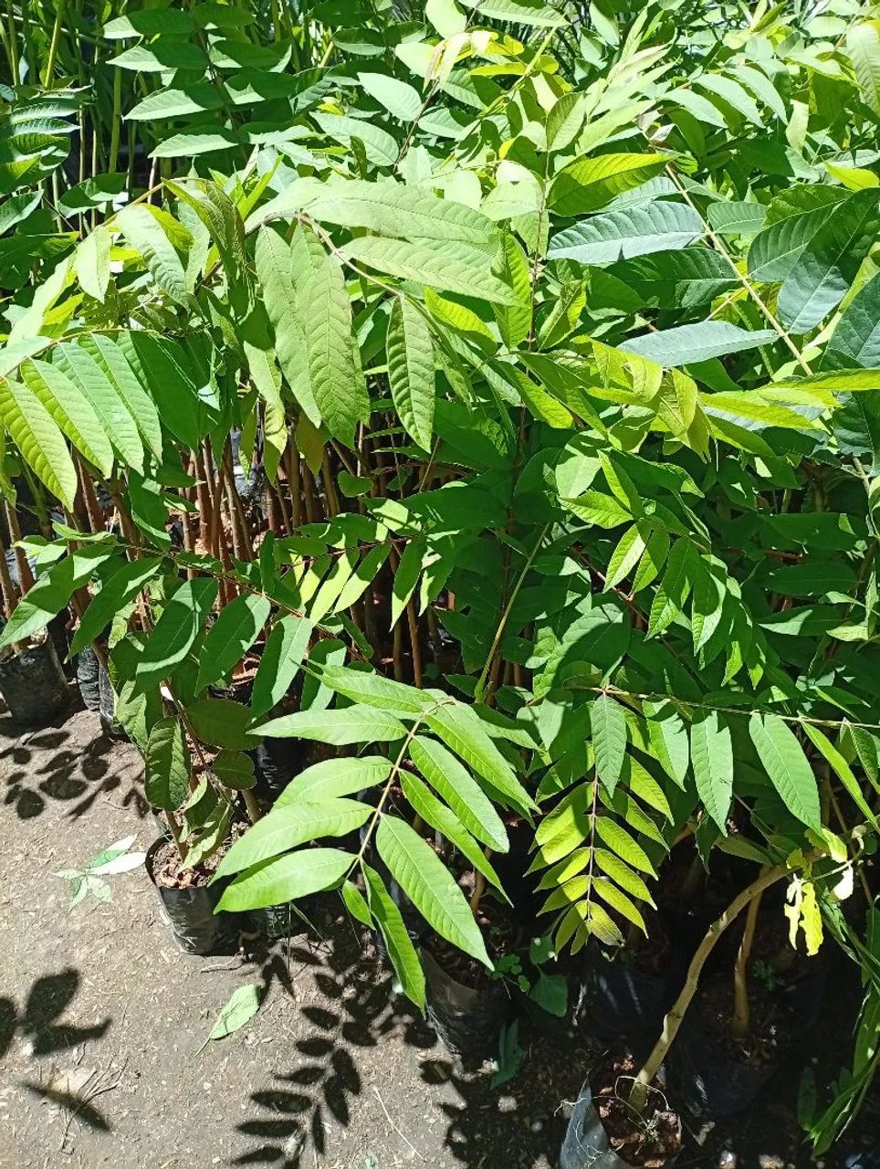 Mudas de Cedro Rosa 