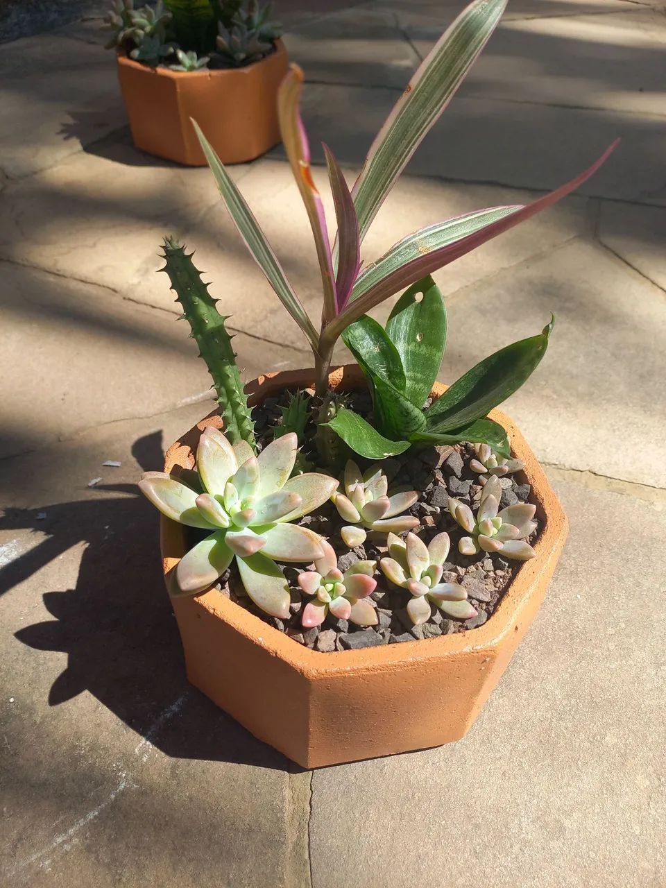 Suculentas no vaso (mini-espada-de-são Jorge, cactos, lambari roxo) - Foto 3