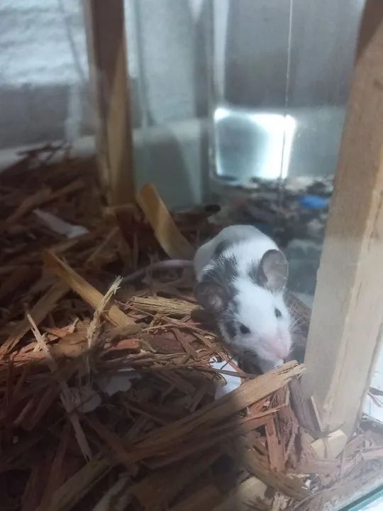 Topolino venda - Foto 2