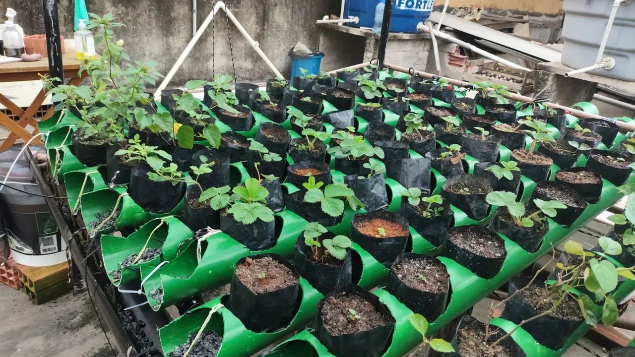 Mudas de Morango em Vasos para Produção - Foto 5
