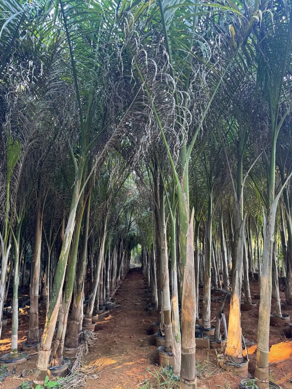 Palmeiras Imperiais para Jardinagem - Foto 3