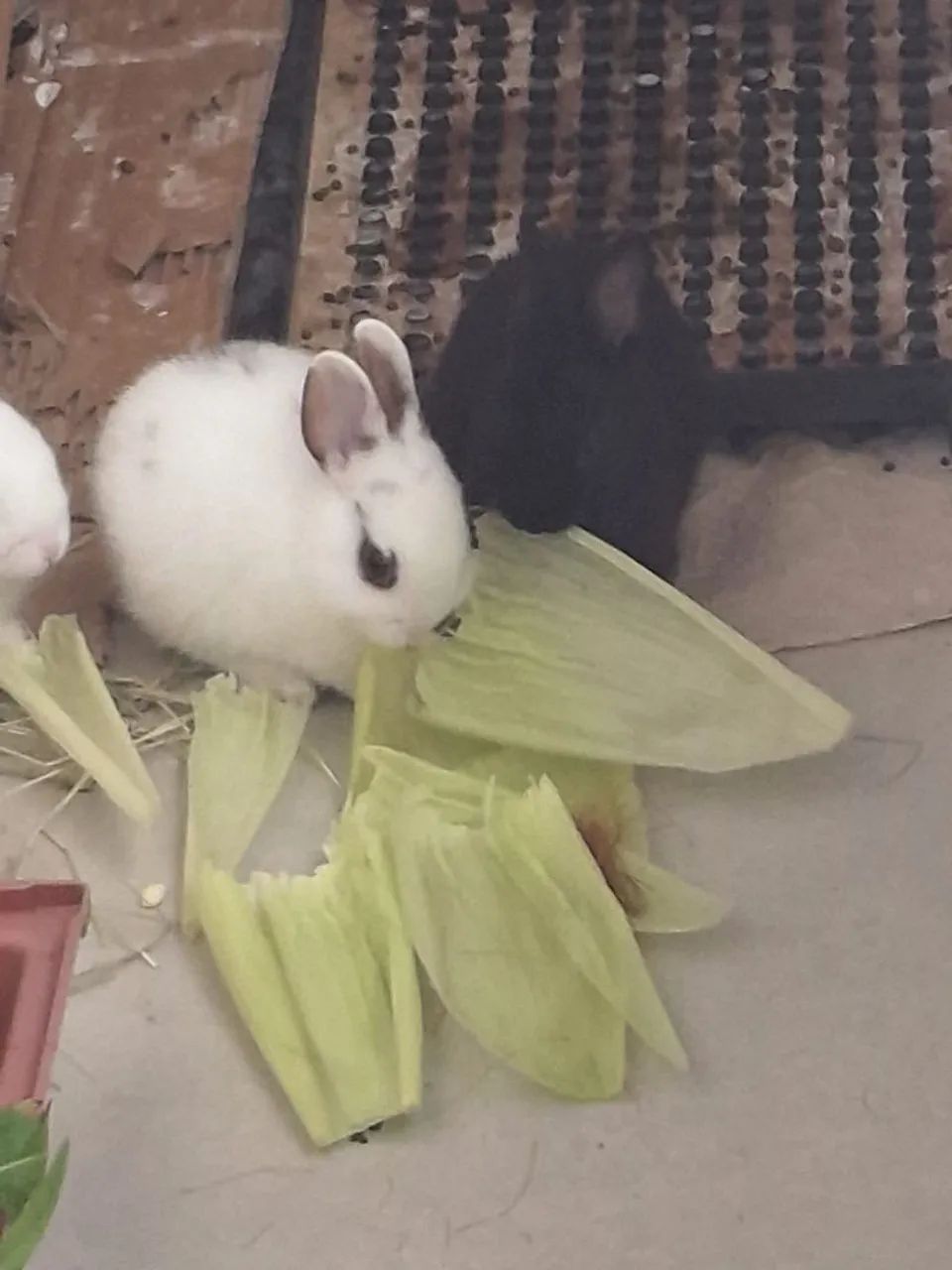 Coelho Anao Netherland  - Foto 2