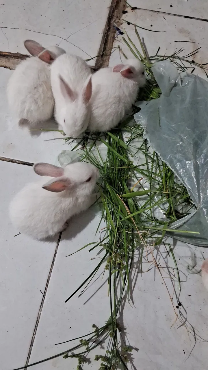 Coelhinhos brancos fofos para adoçar seu dia! R$ 20 reais cada um