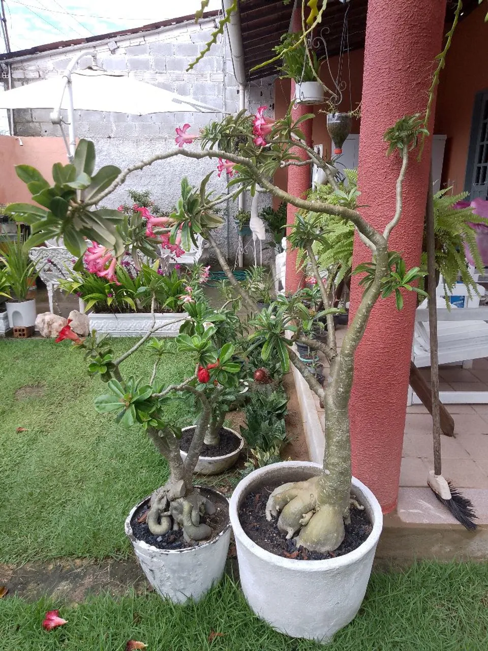 Rosa do deserto