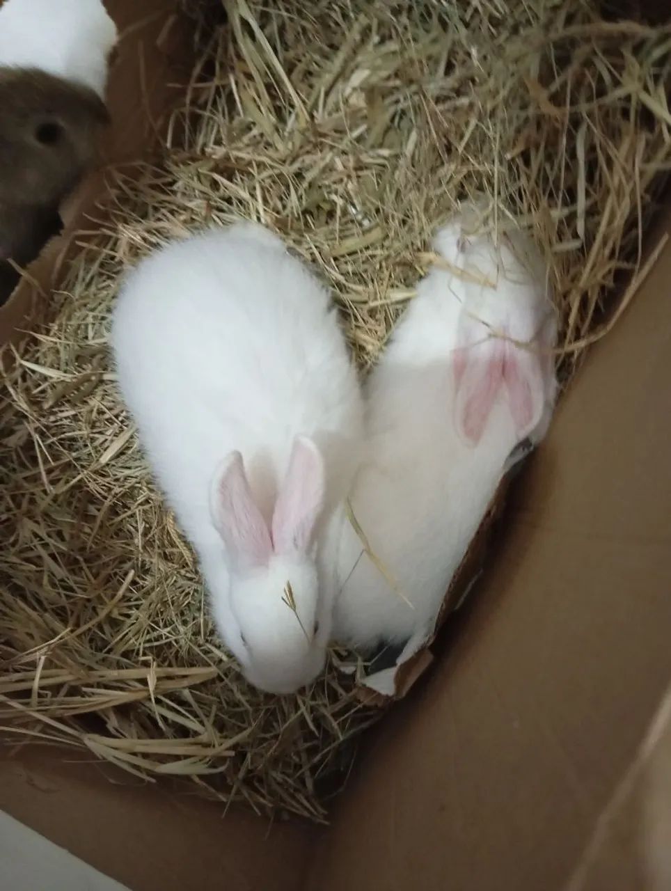 Coelhinho branco fofinho  - Foto 2