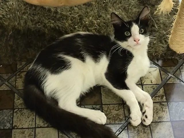 Filhote de gatinho macho castrado e testado para adoção - Foto 3