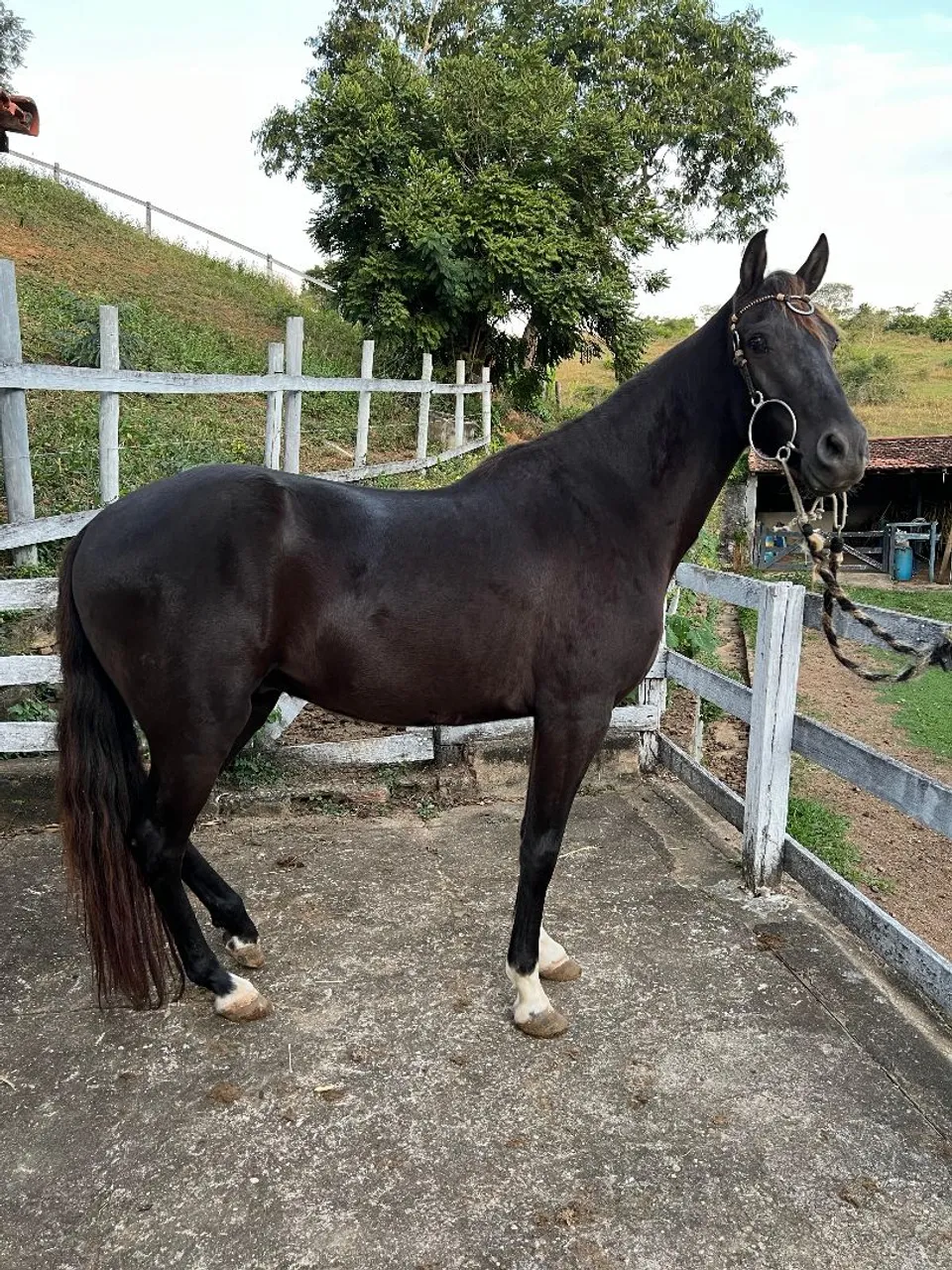 Cavalo Mangalarga Marchador