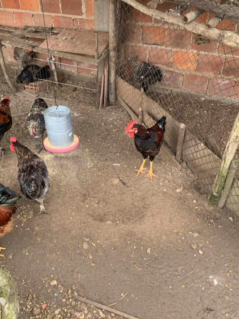 Galinhas e galos caipiras para venda
