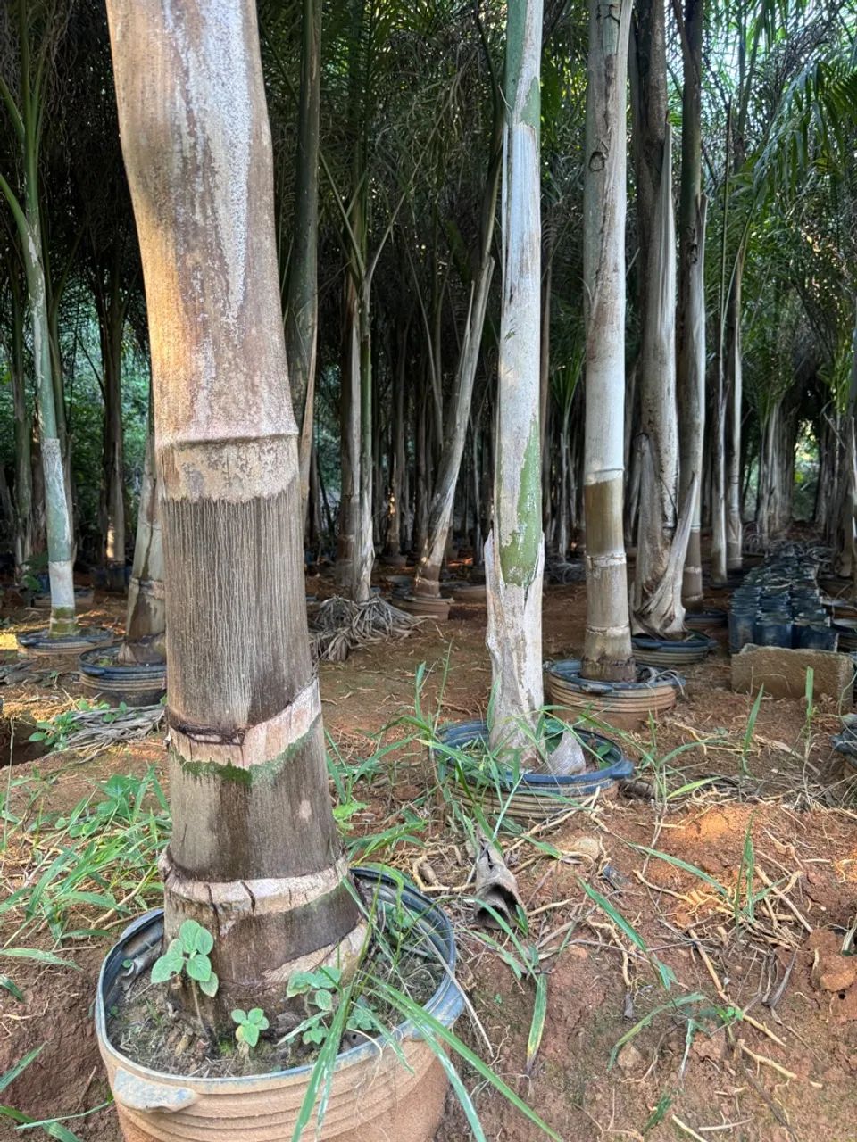 Palmeiras Imperiais para Jardinagem - Foto 2