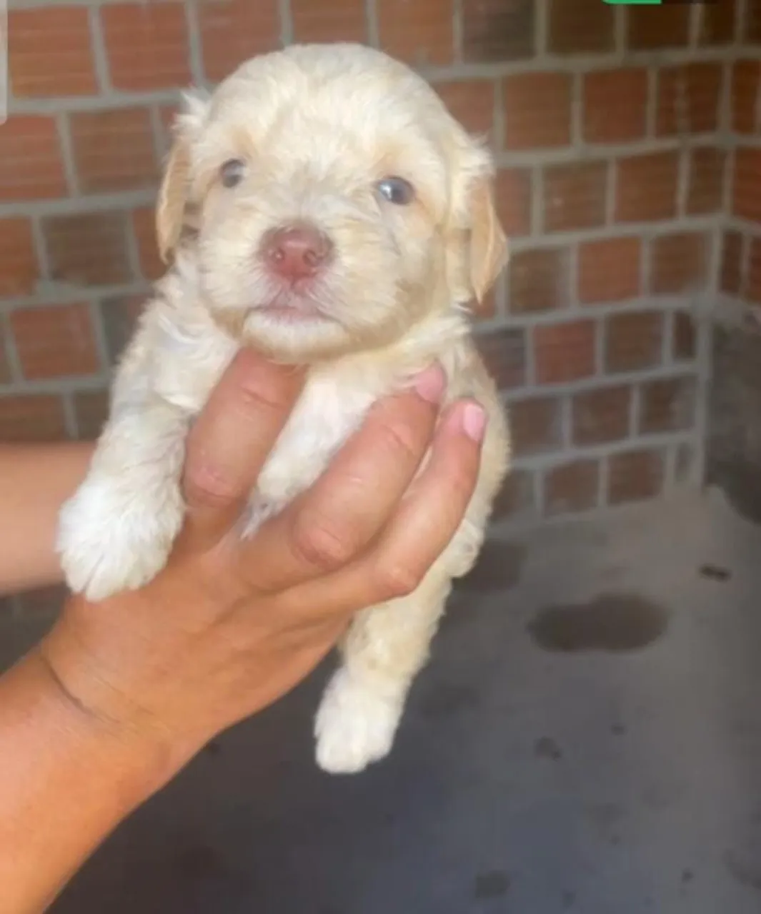 Filhote novinhos macho de Poodle 290