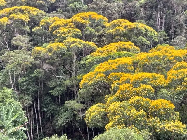 6 Alqueires (29,4 ha) - Foto 2