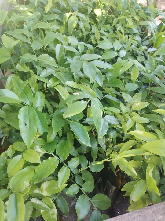 250 mudas de cumarú precoce  - Foto 3