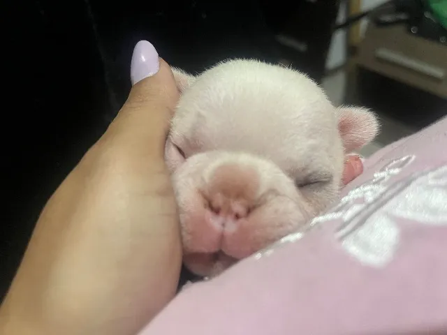 Buldogue francês Macho faz 30Dias dia 13/06 totalmente branco só um olho Machado de preto