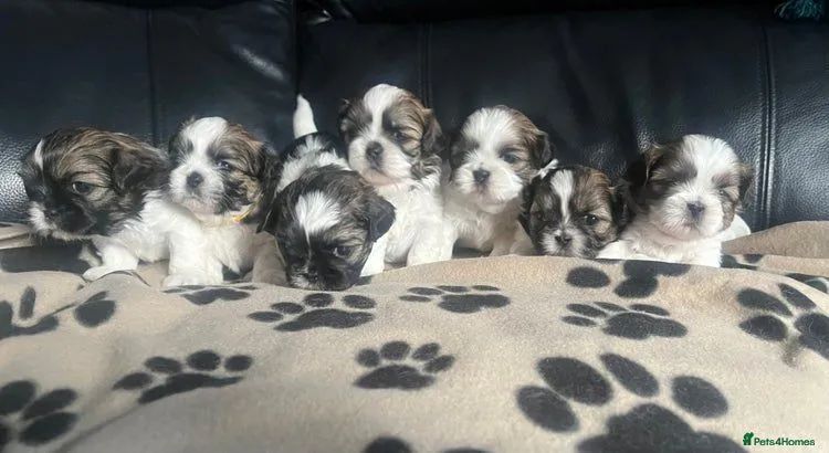 Shih tzu pelúcias em pelos diaponiveis