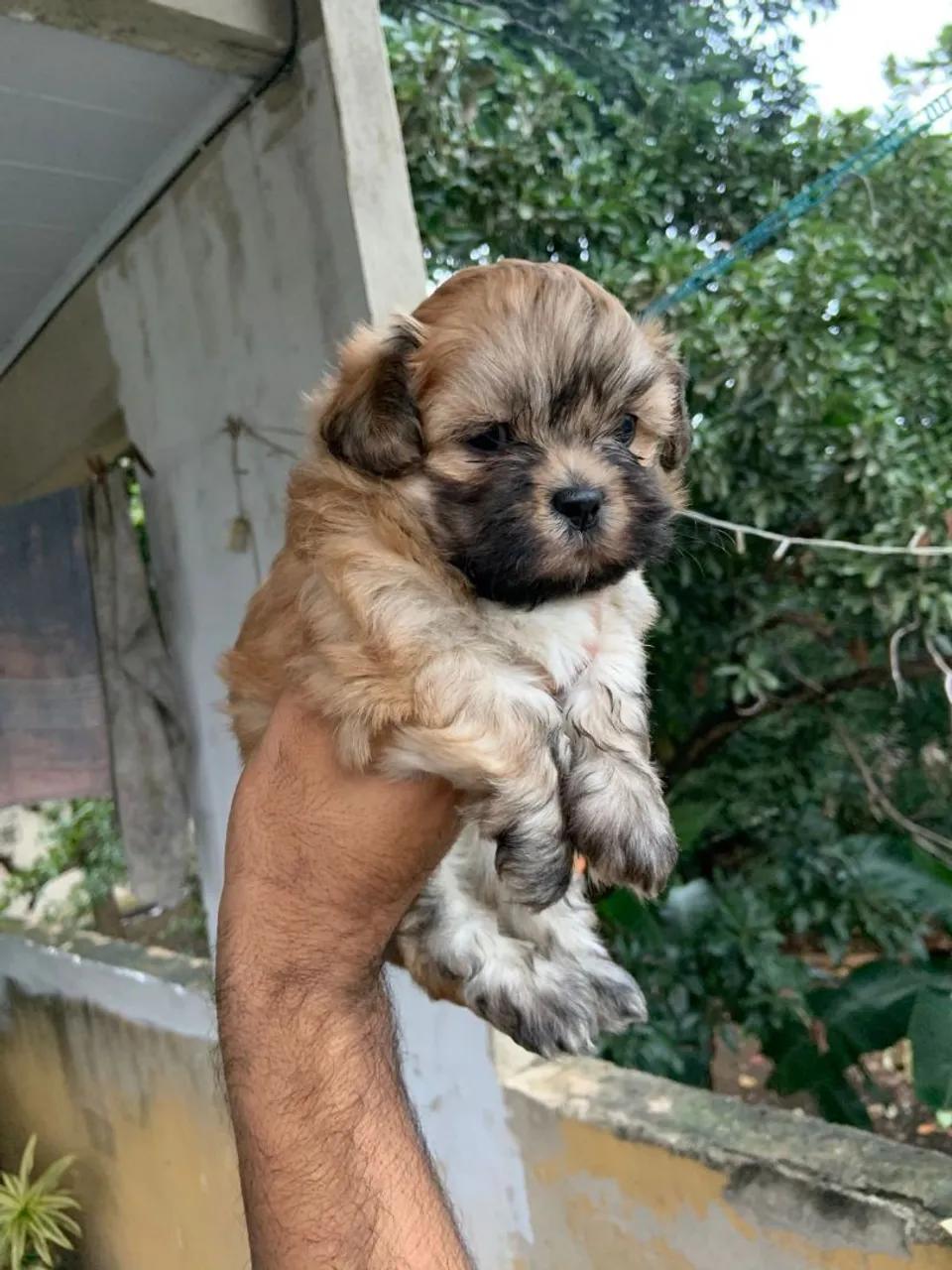 Filhote Lhasa Apso fofo para venda