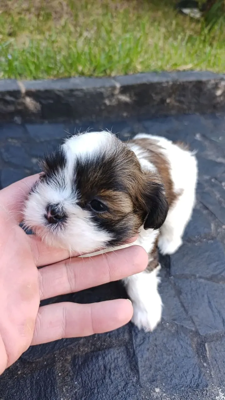 Shih Tzu Filhotes fêmeas