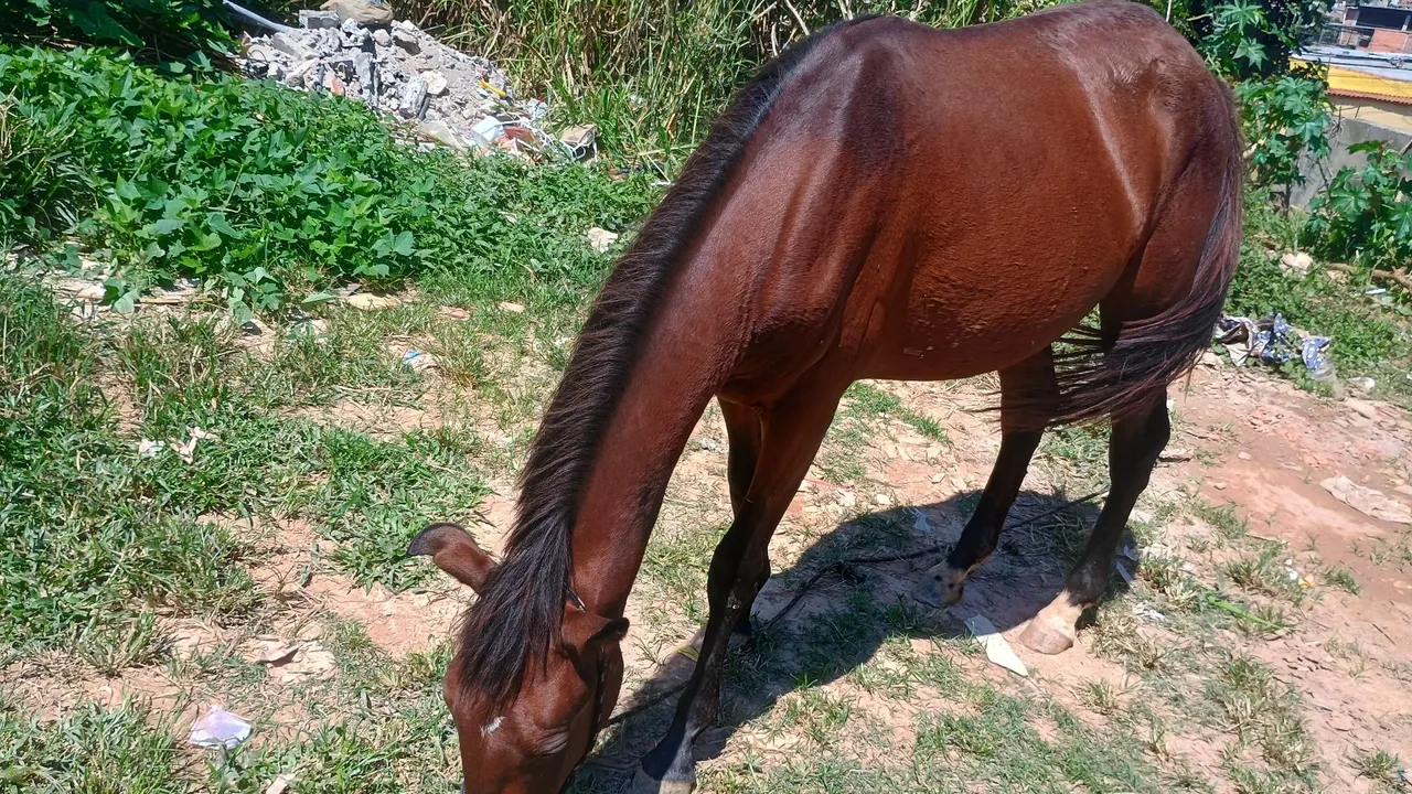 Cavalo marrom para venda