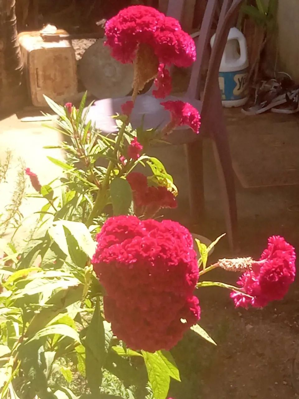 Flores para buquê dia das mães 