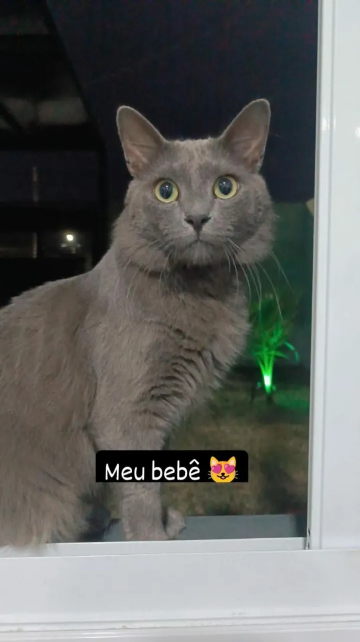 Doação Raça Corah - gato Cinza