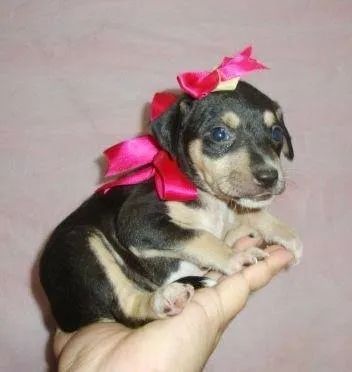 Pinscher x chihuahua Chama no WhatsApp 9 97IO-422O