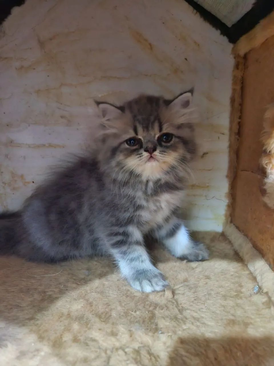 Gatinha Persa 