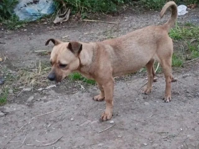 Cachorra pequena