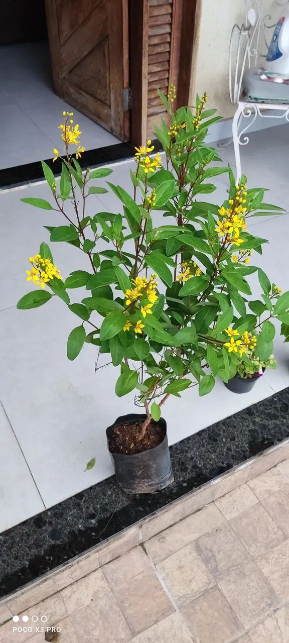 Plantas ornamentais e mudas de árvores frutíferas  - Foto 6