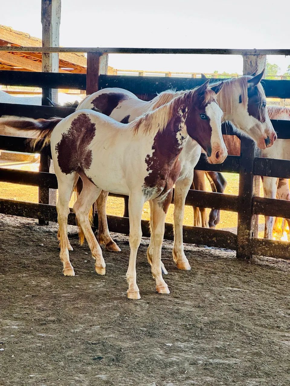 Potra Paint horse pura