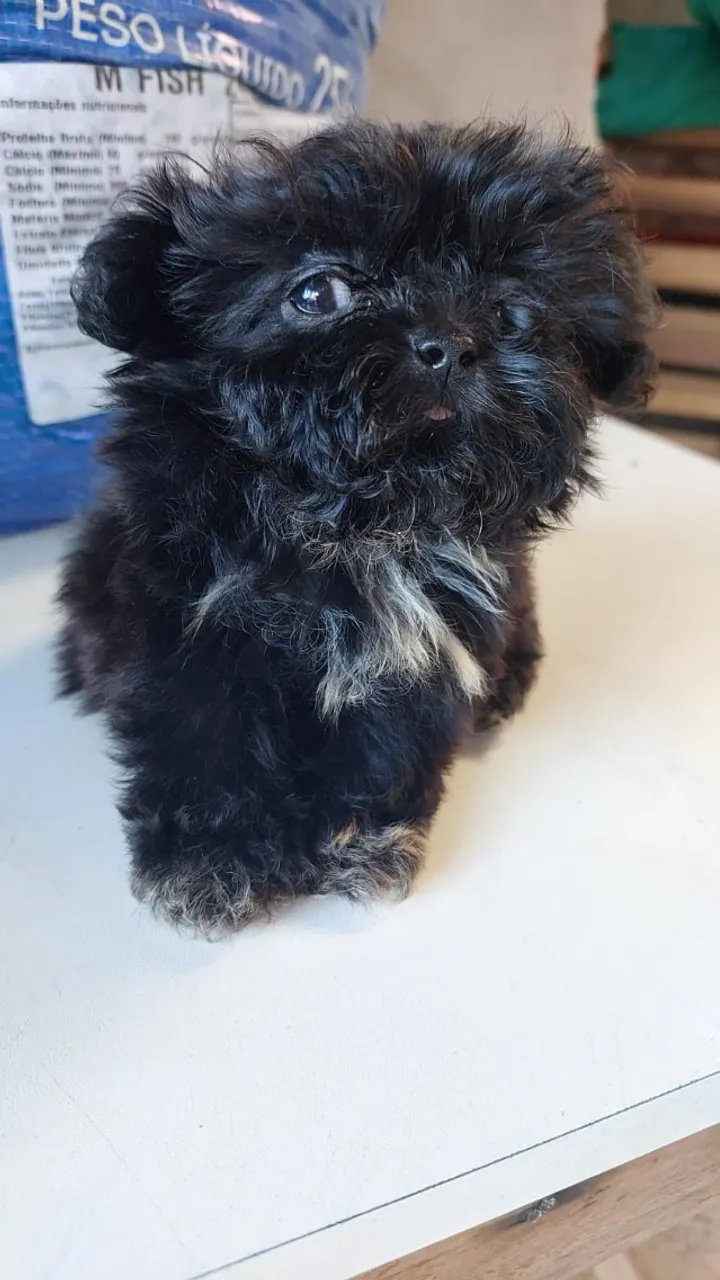 Filhotes de Shih Tzu
