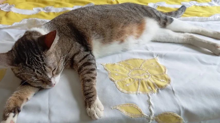 Gatinha castrada - leia a descrição - Foto 2