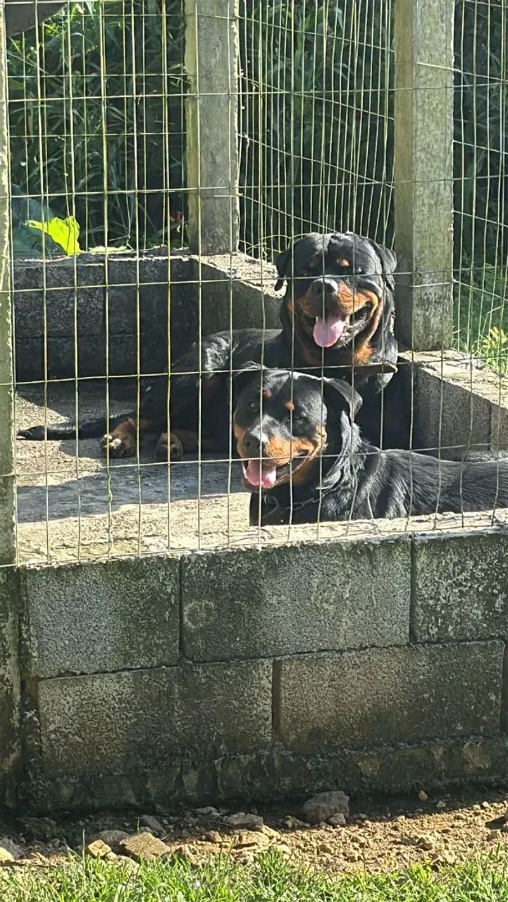 Filhotes de Rottweiler - Foto 2